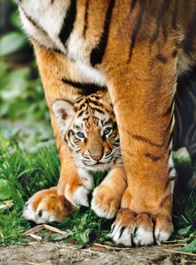 Pz 500 mcx ( 639052 ) Petit tigre du Bengale
